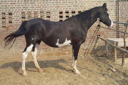 Horse Breed Quiz