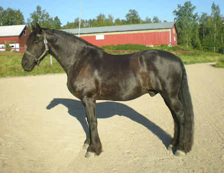 Horse Breed Quiz