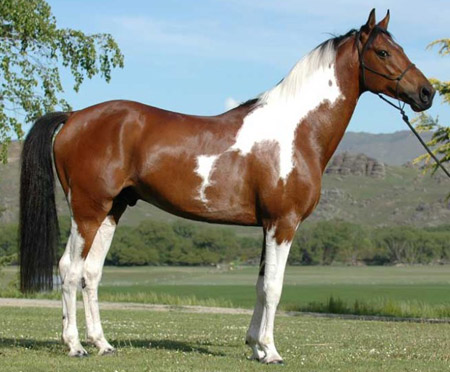 Horse Breed Quiz