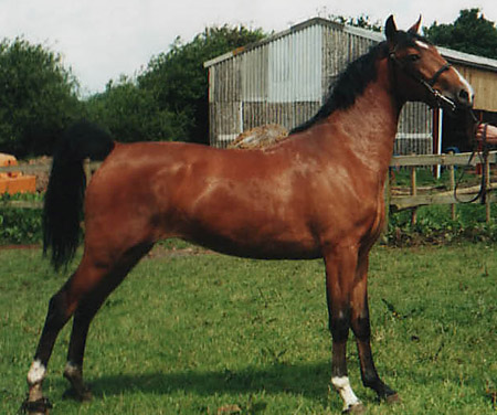 Horse Breed Quiz