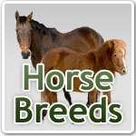 Horse breeds Horse breeds