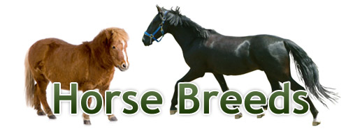 Horse breeds Horse breeds