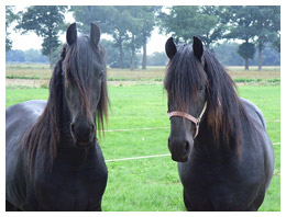 Friesian Horses