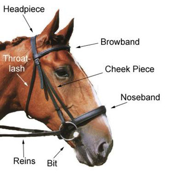 Horse Bridle