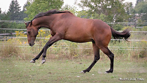 Horse Bucking
