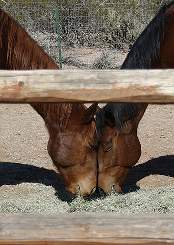 Horse Buddies