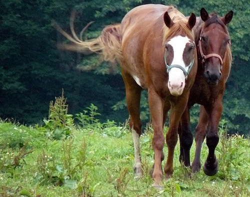 Horse Buddies