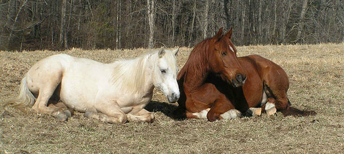 Horse Buddies