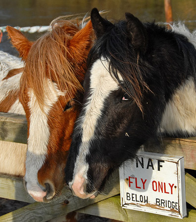 Horse Buddies