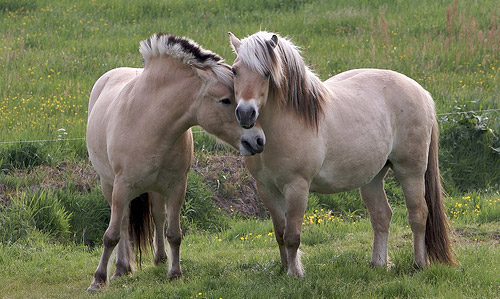 Horse Buddies
