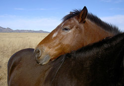 Horse buddies