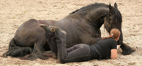 Horse Trainer Horse trainer and horse