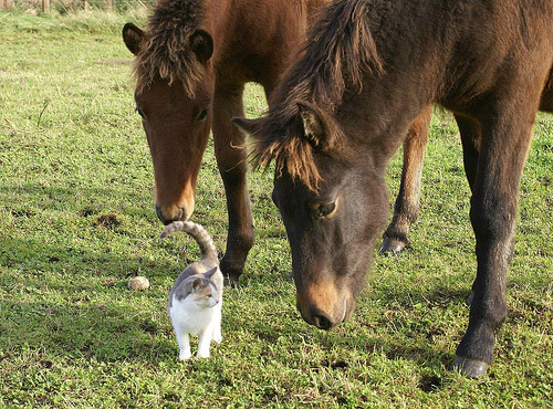 Cat with two horses