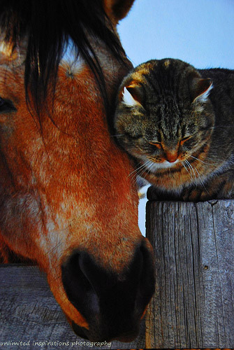 Horse and cat