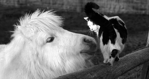 Horse and cat