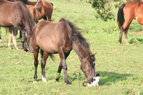 Cat with horses