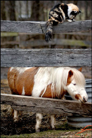 Cat with horse