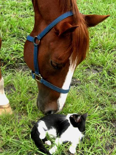 Horse nuzzling cat