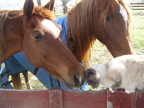 Horse nuzzling cat