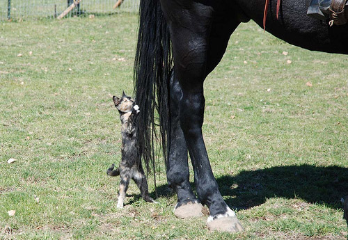 Cat playing with a horse tail