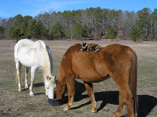 Cat sleeping on eating horse's back