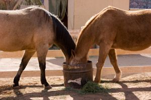 Horse dating