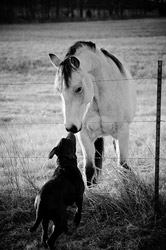 Horse & Friend