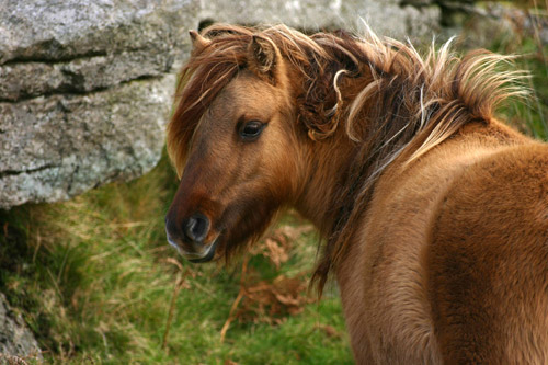 Wild horse on Bodmin Moor