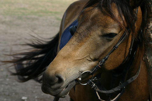 Horses in Estonia Horses in Estonia