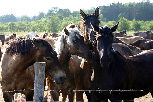 Horses in Estonia Horses in Estonia