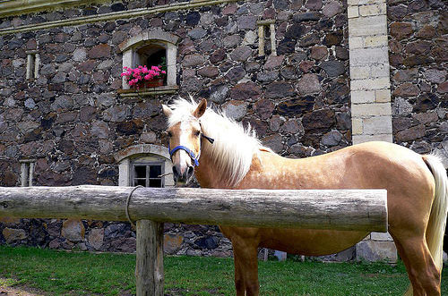 Horses in Estonia
