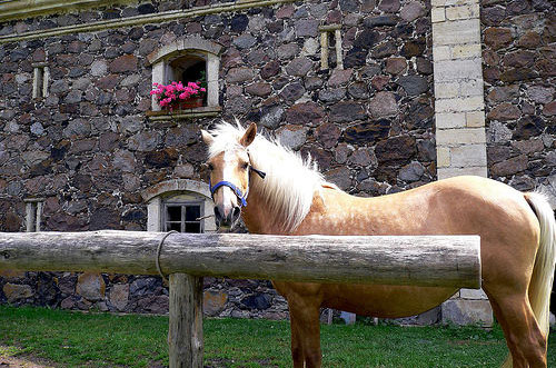 Horses in Estonia Horses in Estonia
