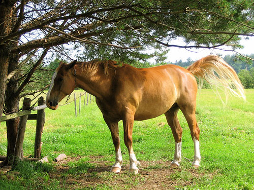 Horses in Estonia