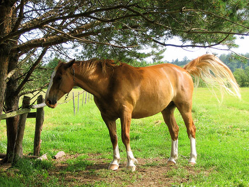 Horses in Estonia Horses in Estonia