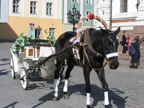 Horses in Estonia Horses in Estonia