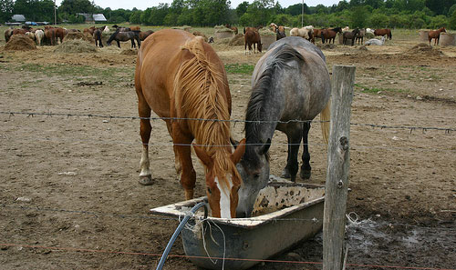 Horses in Estonia Horses in Estonia