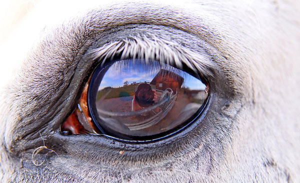 Horse Eyes
