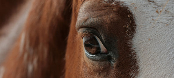 Horse Eyes