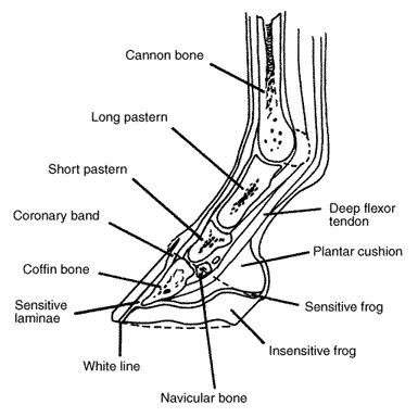 Horse Foot Anatomy