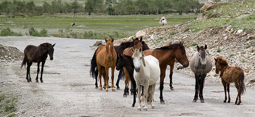 Horse in India Horse in India