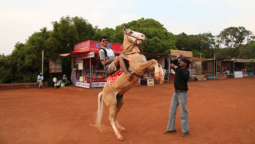 Horse in India