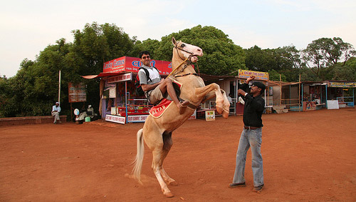 Horse in India Horse in India