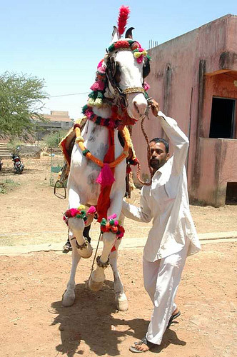 Horse in India Horse in India