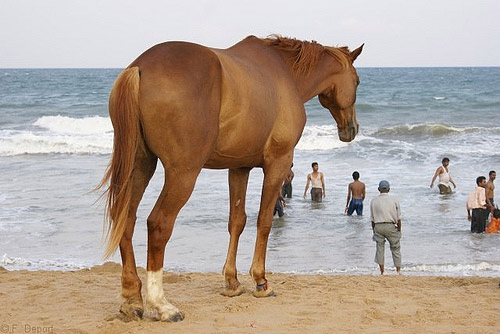 Horse in India Horse in India