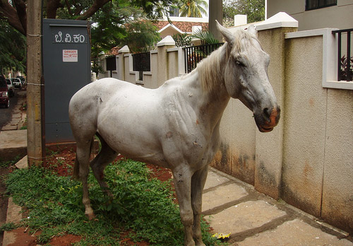 Horse in India Horse in India