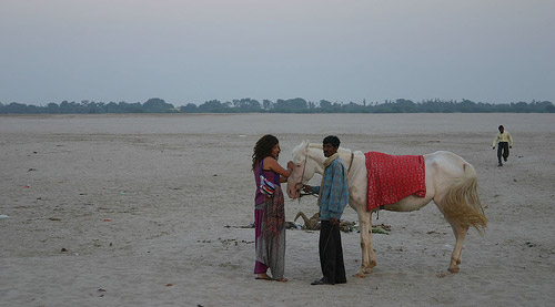 Horse in India Horse in India