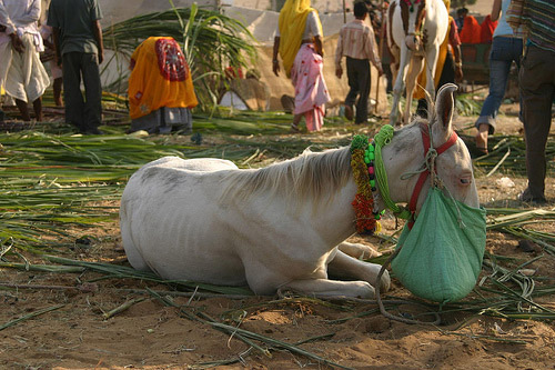 Horse in India Horse in India