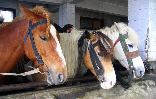 Horse in India Horse in India