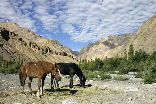 Horse in India Horse in India