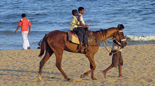 Horse in India Horse in India